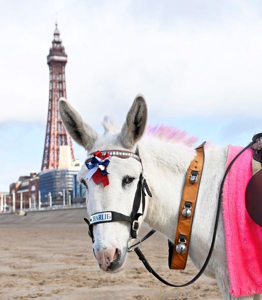 Charlie, the Blackpool donkey